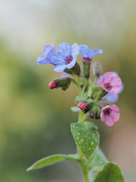 Close-up of the blossom of lungwort, Pulmonaria officinalis stock photo
