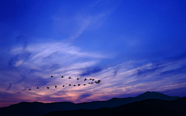 istock Flock of birds at sunrise or sunset 675570962