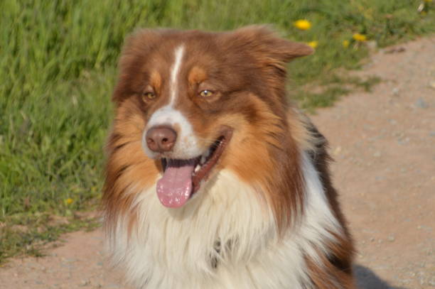 istock Australian Shepherd in the grass 675575084
