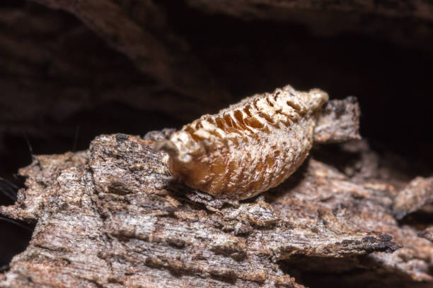 istock Praying Mantis eggs ootheca, Cape Town, South Africa 675576270