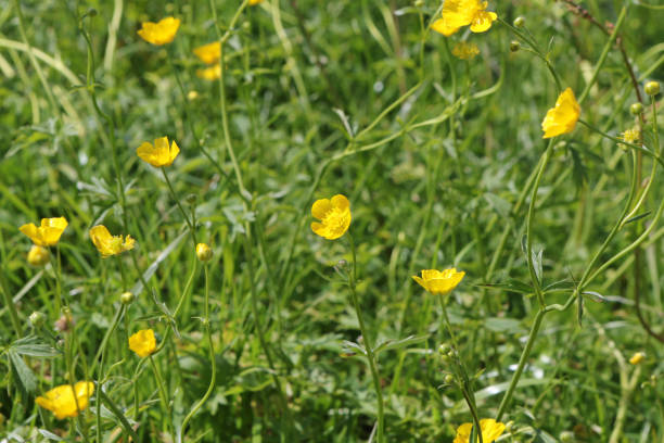 istock Beautiful Butter Flowers 675576460
