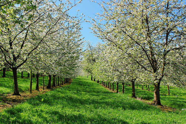 istock Flowers of white cherry blossoms on a spring day, Germany 675577062