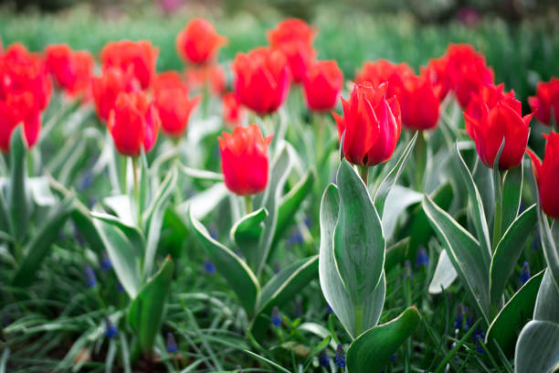 istock Flowers in Holland 675579850