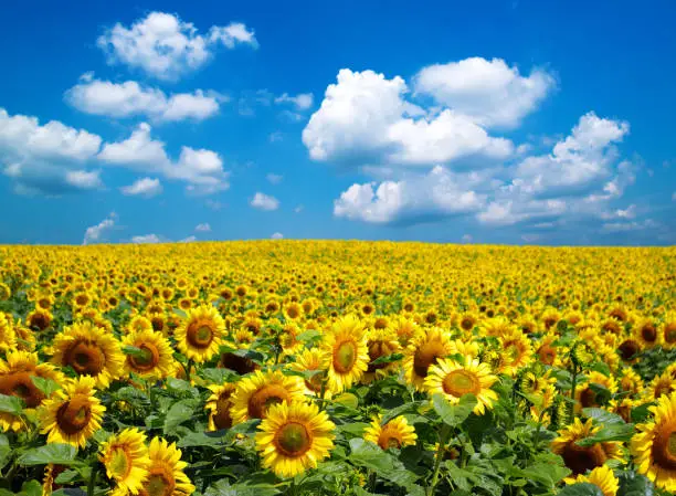Photo of sunflower field