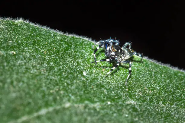 Photo of Brown and black Jumping spider (salticidae) sitting on a leaf, Pietermaritsburg, South Africa