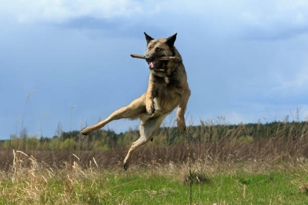 istock Dog In a Jump With a Stick 675589970