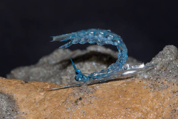 krabben-zoea-larven am strand, kapstadt, südafrika - decapod stock-fotos und bilder