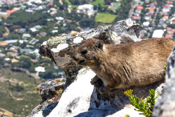 A group of Rock Dassies resting on a rock at table mountain in Capetown, South Africa