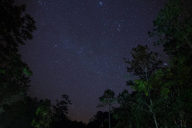 istock Low Angle View Of Trees Against Star Field At Night 675593693