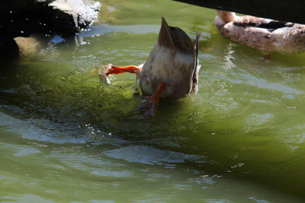 istock Duck in the lake 675594838