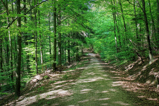 istock Fresh and green forest in spring, Germany 675598502