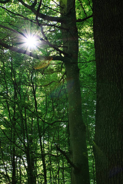 istock Fresh and green forest in spring, Germany 675598796