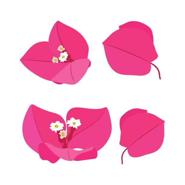 розовые цветы набор - bougainvillea stock illustrations