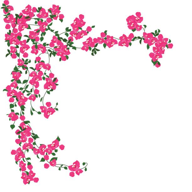 Beautiful  pink flowers Beautiful curly pink flowers bougainvillea stock illustrations