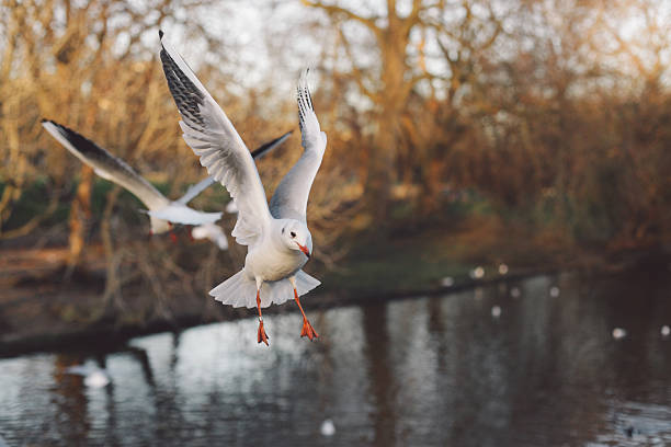 istock Close-Up Of Seagulls Flying 675605113