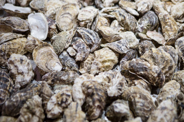 istock A close up of oyster shells 675605528