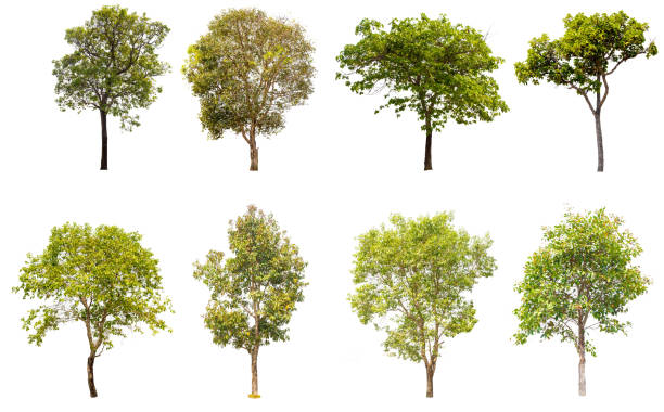 istock collections green tree isolated on white background. 675605880
