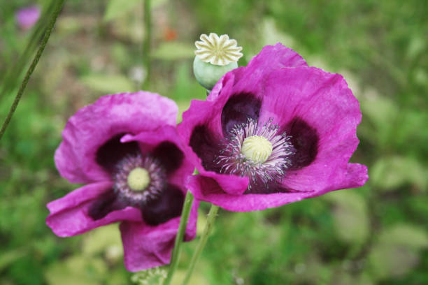 istock Purple Poppies (2) 675606262