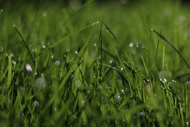 istock Field of grass 675606378