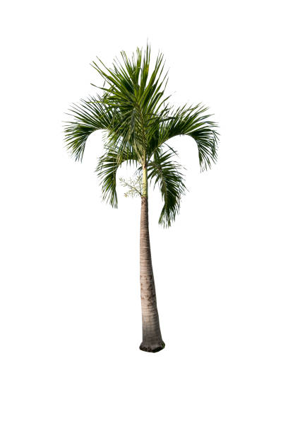 istock Green beautiful palm tree isolated on white background 675609368