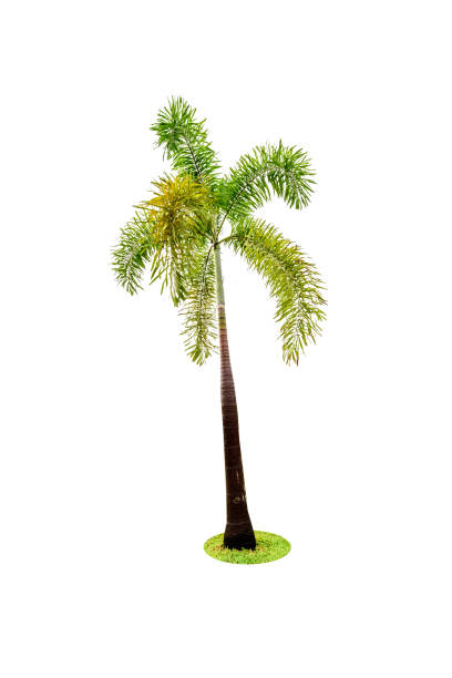 istock Green beautiful palm tree isolated on white background 675609502