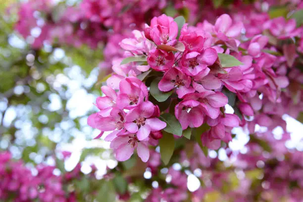 Bold pink blossom on branch of malus crab apple tree in spring