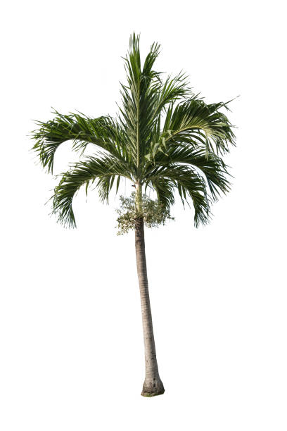 istock Green beautiful palm tree isolated on white background 675612150