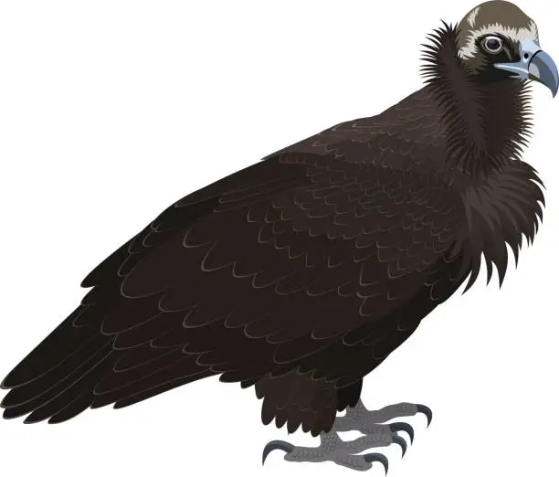 Vector illustration of vector Cinereous vulture (Aegypius monachus), also known as the the Eurasian black vulture or monk vulture. Wildlife animal.