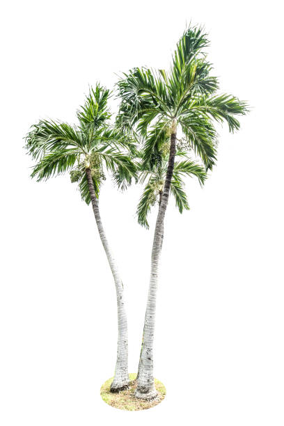 istock Green beautiful palm tree isolated on white background 675612836