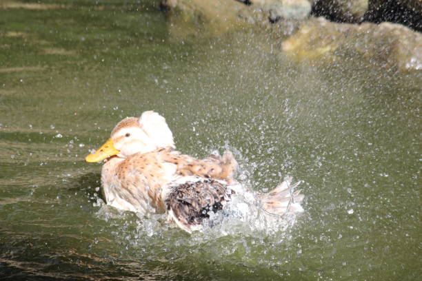 istock Duck in the lake 675613058