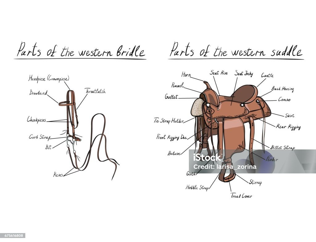 Parts of western saddle and bridle with text letters description. Horse tack. Vector cartoon hand drawing equestrian tools. Saddle stock vector