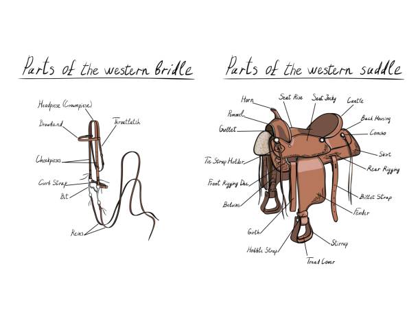 Parts of western saddle and bridle with text letters description. Horse tack. Vector cartoon hand drawing equestrian tools. saddle stock illustrations