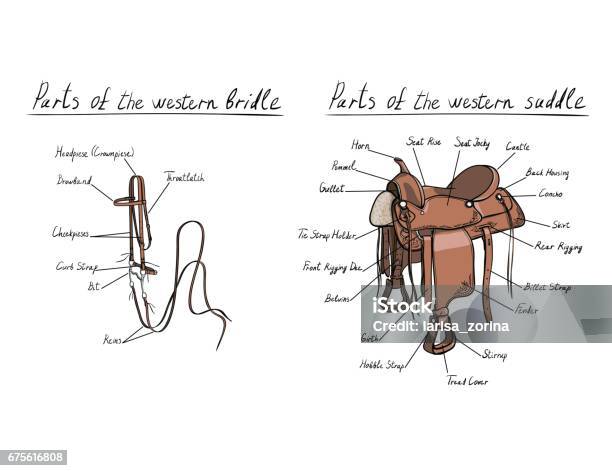 Parts Of Western Saddle And Bridle With Text Letters Description Horse Tack Stock Illustration - Download Image Now