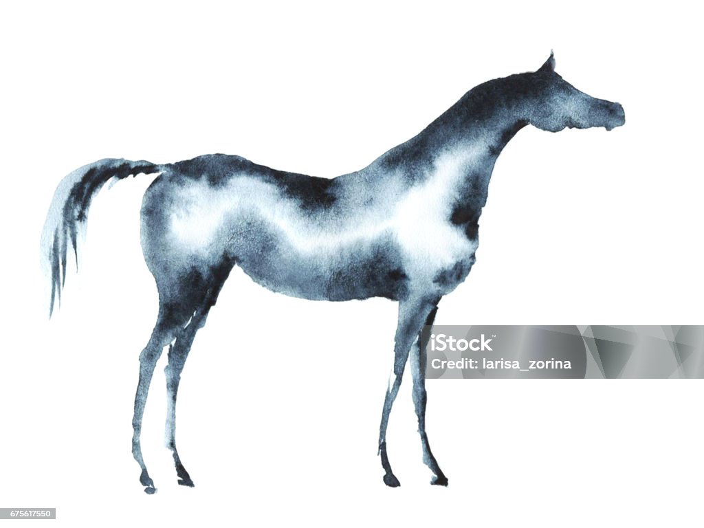 Arabian horse Hand painted watercolor arabian horse on white. Horse stock illustration