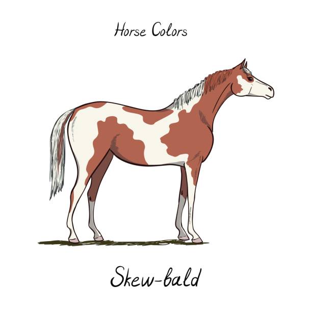 bildbanksillustrationer, clip art samt tecknat material och ikoner med skew bald horse färgkarta på vitt.  equine coat färger med text. ridsport program. typ av häst. - horse skäck