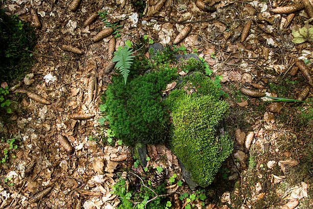 istock Close-Up Of Moss Growing On Tree Trunk 675619803