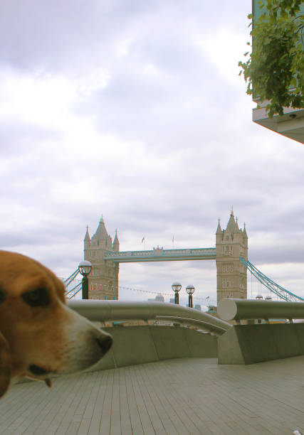 istock Doggy sightseeing - London 675620090