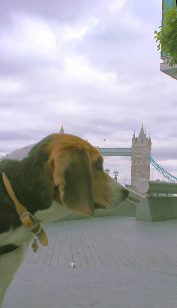 istock Doggy sightseeing - London 675620160