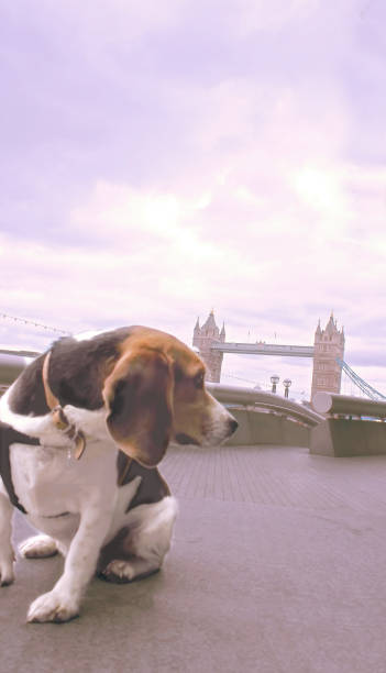 istock Doggy sightseeing - London 675620296