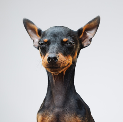 Portrait of cute miniature pinscher dog looking at camera. Square portrait of little dog against gray background. Studio photography from a DSLR camera. Sharp focus on eyes.