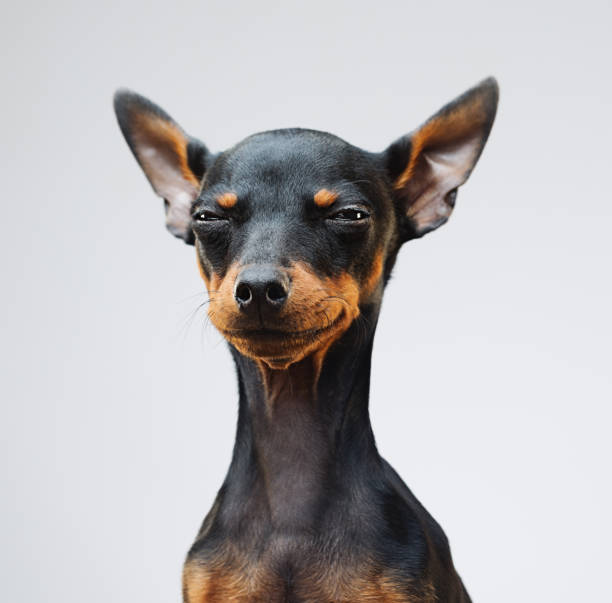 Cute miniature pinscher dog Portrait of cute miniature pinscher dog looking at camera. Square portrait of little dog against gray background. Studio photography from a DSLR camera. Sharp focus on eyes. begging animal behaviour stock pictures, royalty-free photos & images