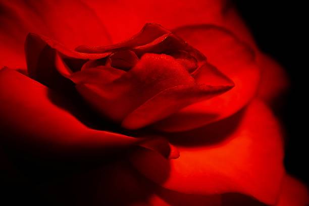 istock Close-Up Of Red Rose At Night 675622083