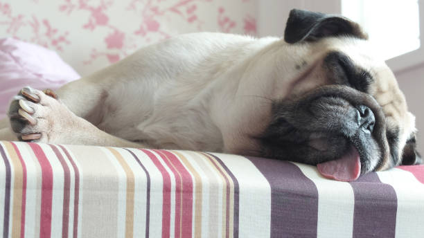 istock Cute pug dog sleep on the bed 675623758