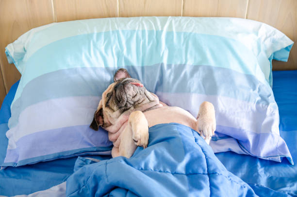 背中の枕の上でベッドで休んでいるシエスタを持つパグ犬、舌は非常に面白そうに突き出て、毛布で包まれています - dog illness humor pets ストックフォトと画像