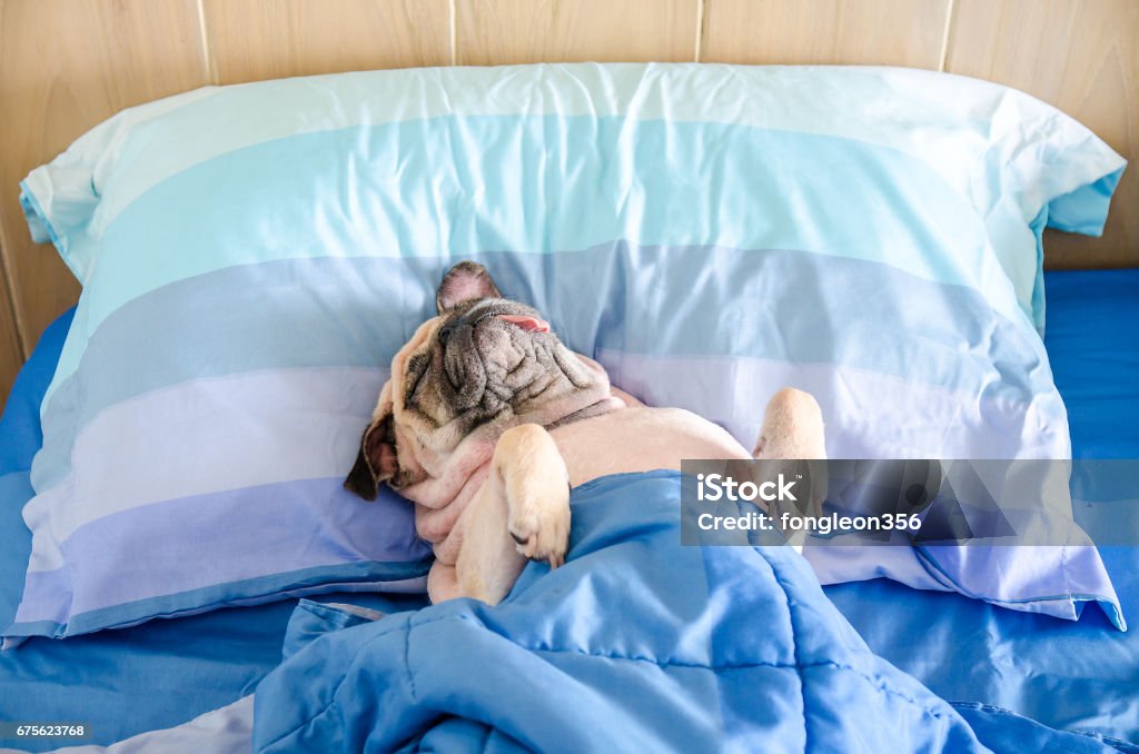 Pug dog having a siesta an resting in bed on a pillow on his back , tongue sticking out looking very funny and wrapped with blanket Humor Stock Photo