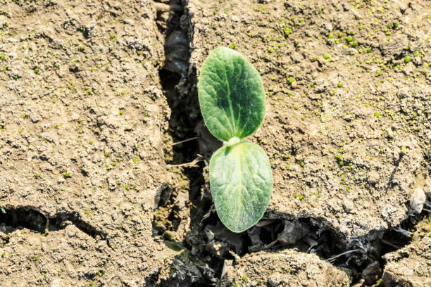 istock Green sprout grow on dry land 675623862