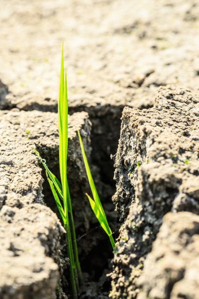 istock Green grass sprout grow on dry land 675624044