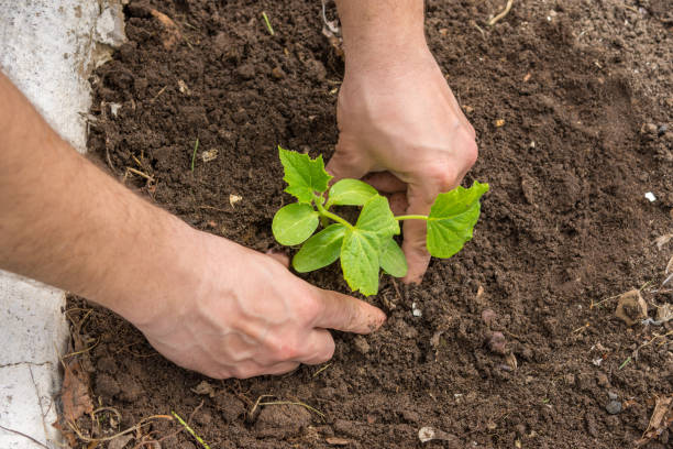 istock Planting cucumber seedlings at their summer cottage 675629896