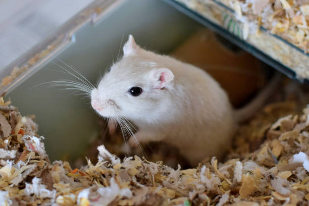 White gerbil sitting in an upright position in cage Curious and alert gerbil in cage surrounded by shredded bedding comprising woodchips and paper cage photos stock pictures, royalty-free photos & images