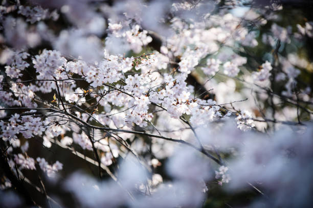 istock SAKURA Japanese flower 675635036